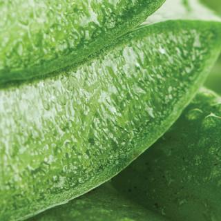 Aloe_Vera_large_4c953524-98bc-46d5-8411-6a93acf54c36_480x480 (6)