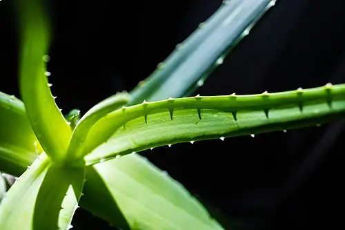 Why Aloe Vera Belongs in Your Skin Care Routine.