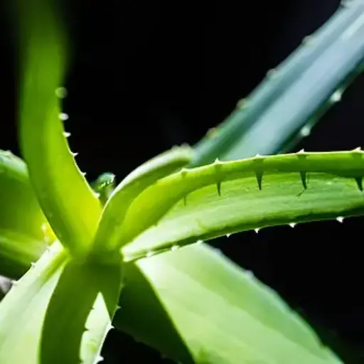 Why Aloe Vera Belongs in Your Skin Care Routine.